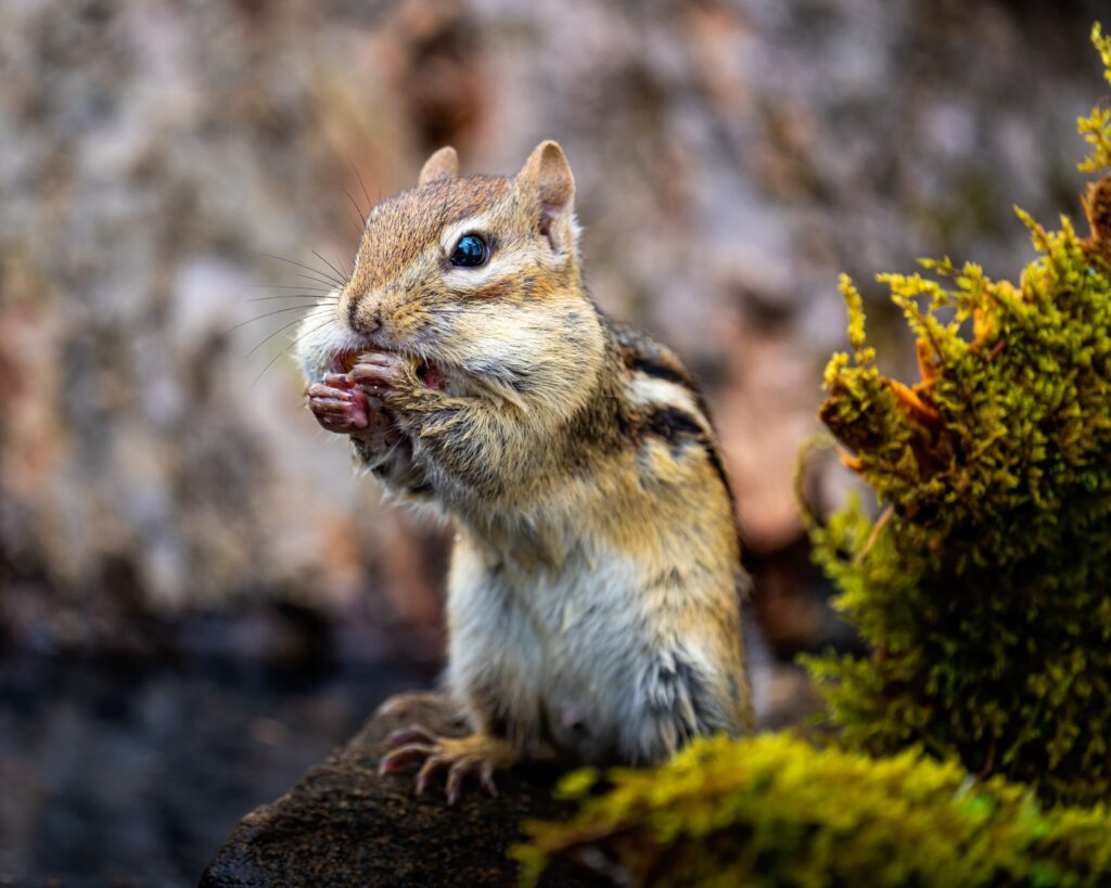no feed wildlife