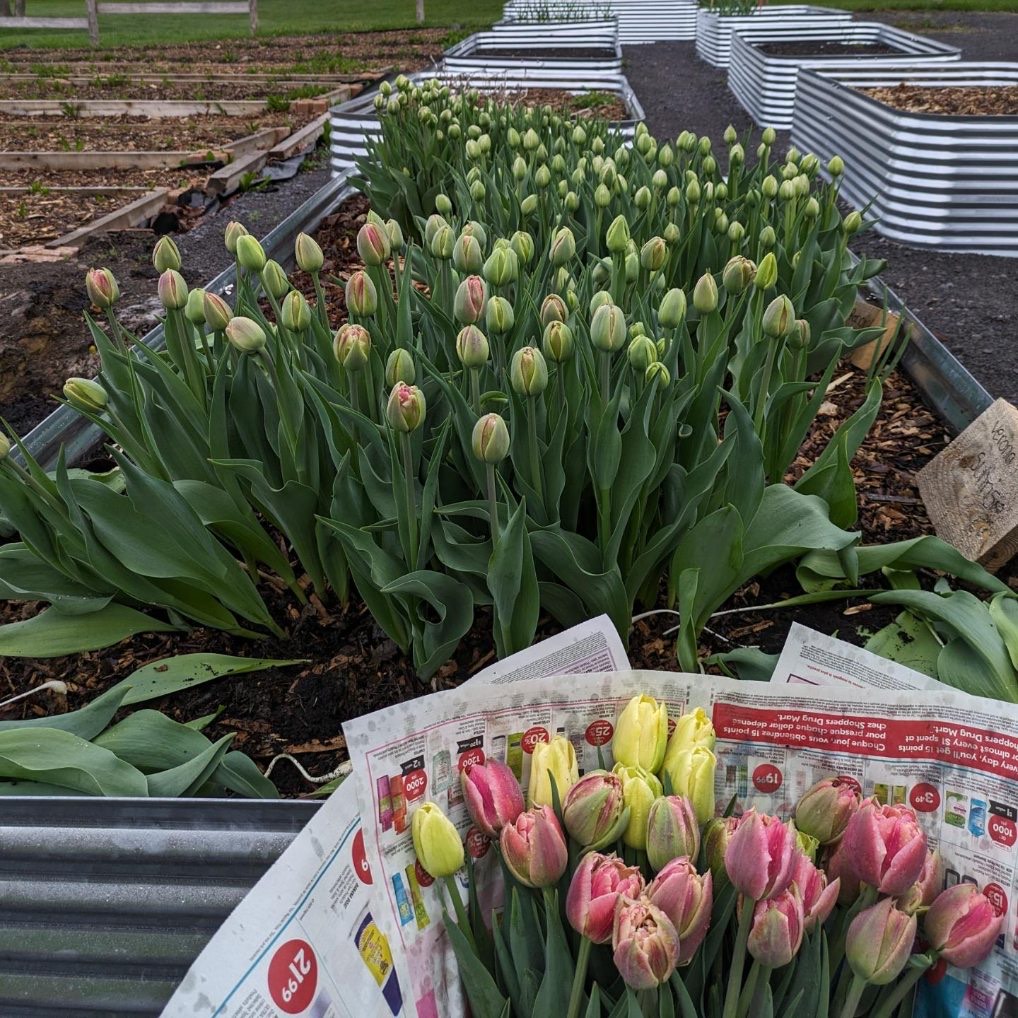 Representatives from the Rockland Community Garden are seeking provincial grant money to make the entrances to the garden more accessible. The group has applied for Ontario’s Inclusive Community Grant and if they are successful, could receive $60,000 in project funding.