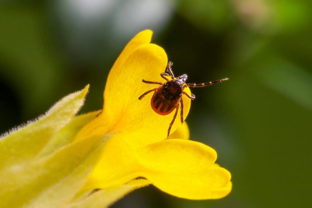 The South Nation Conservation (SNC) reminds residents to take extra precautions against tick bites to reduce the risk of Lyme disease and other tick-borne illnesses.