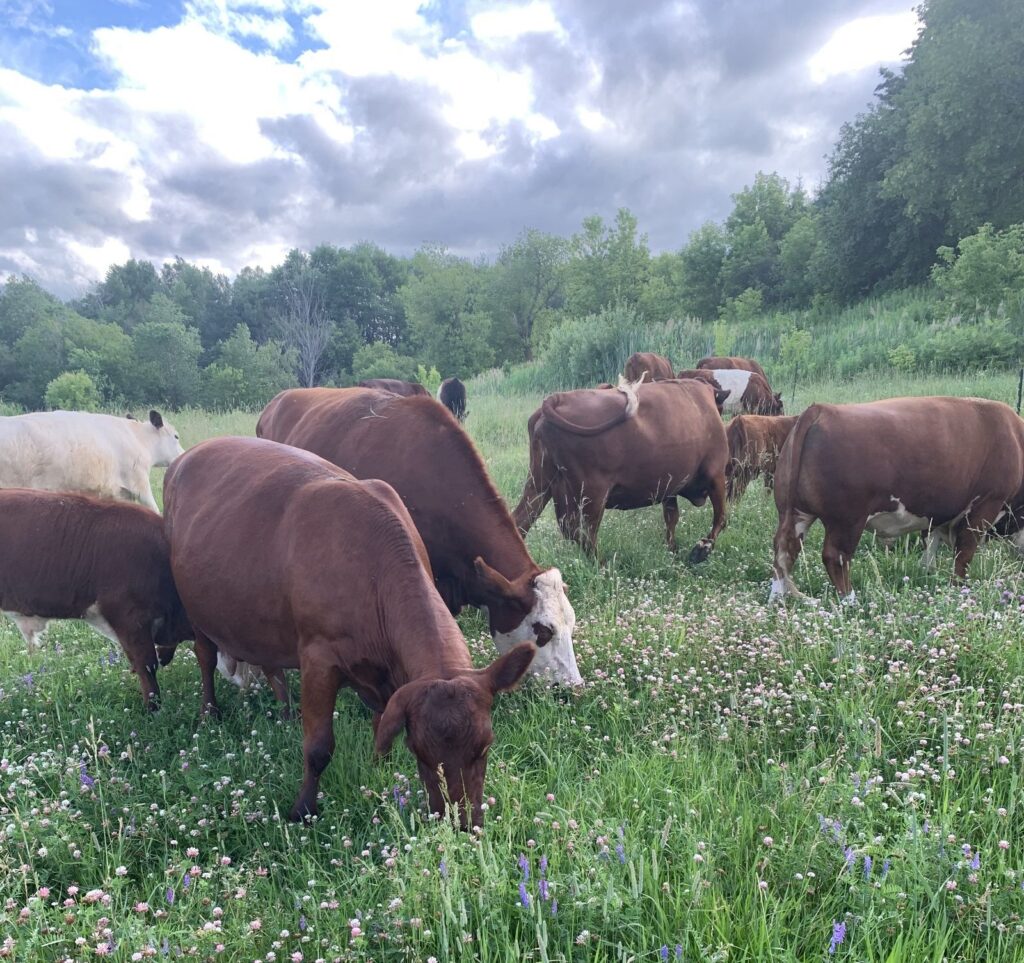 It was a steep learning curve for Kevin Trimm when the couple went from city life in Montreal to setting up their small beef farm in Alfred-Plantagenet, but five years on, the couple's sustainable operation continues to thrive.