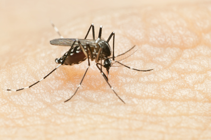 Le Bureau de santé de l'est de l'Ontario recommande les résidents à prendre des précautions après que des moustiques de la région ont été testés positifs au virus du Nil occidental.