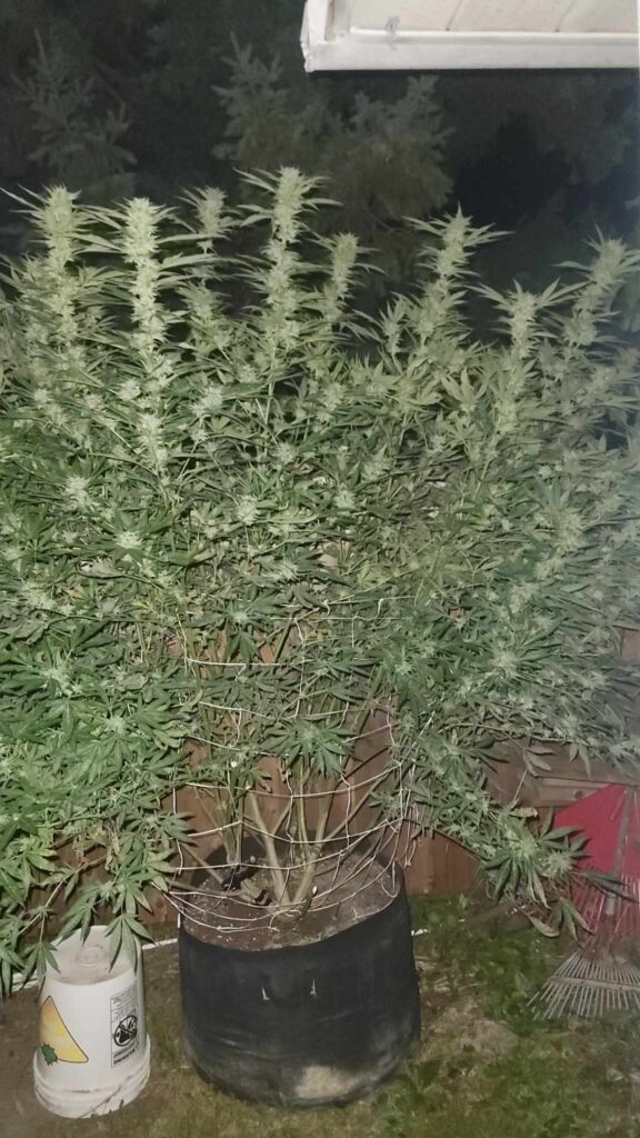 Four teenagers stole the top half of his cannabis plants on Wednesday, October 9, leaving Pat Kellar with a month-long hole in his stash.