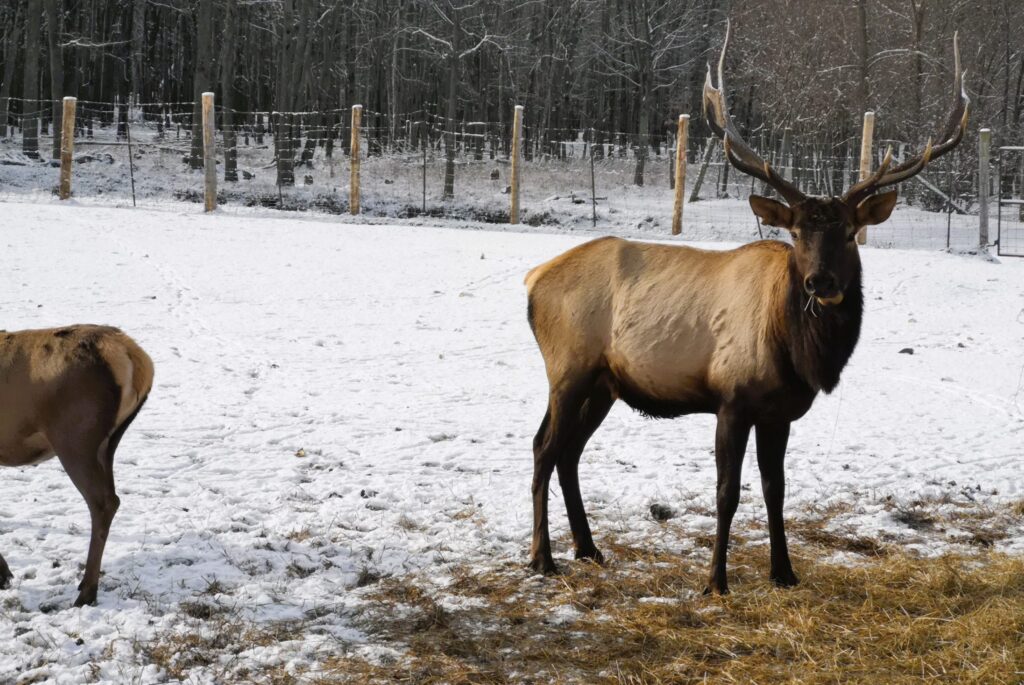 À l'apogée de la ferme, environ 600 animaux vivaient sur la propriété de Bearbrook qui comprenait alors des sangliers, des cerfs rouges (ci-dessus), des émeus, des autruches, des chèvres, des moutons, des poulets et des oies, pour n’en citer que quelques-uns.