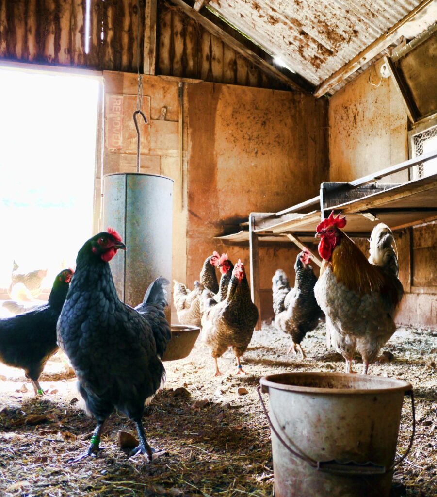 Ann Godard, résidente de Casselman, exhorte le conseil municipal à autoriser les poules de cours-arrière, en soulignant les avantages qu'elles présentent, tels que les œufs frais, la durabilité et l'engagement communautaire, tandis que les fonctionnaires envisagent de modifier le règlement municipal.