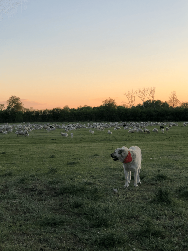 Une société torontoise spécialisée dans les projets d'énergie verte a maintenant le soutien du conseil municipal de Hawkesbury Est pour un projet de ferme solaire à Chute-à-Blondeau.