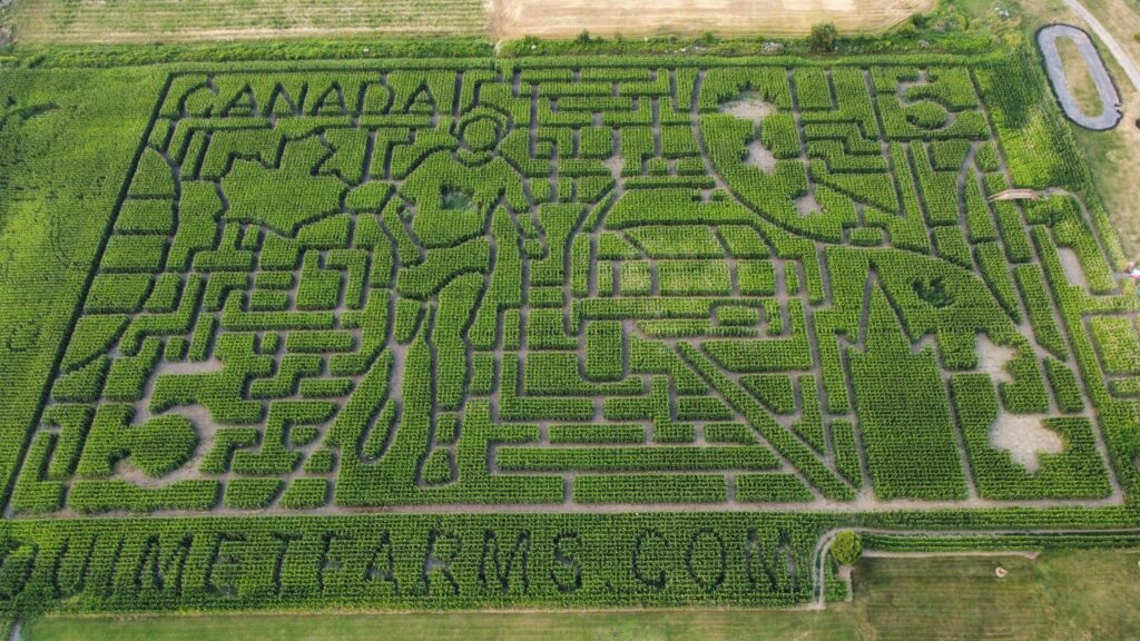 Queen Elizabeth, Canada 150 and Disneyland themes Le labyrinthe de maïs de sept acres de Ouimet Farm Adventures est une attraction touristique populaire à Vankleek Hill, avec des thèmes annuels qui célèbrent la reine Élisabeth II, le 150e anniversaire du Canada et d’autres faits historiques ou culturels marquants.