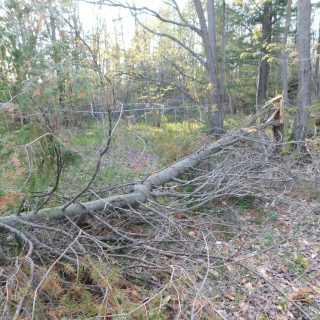 The 2022 windstorm that blew across Eastern Ontario left acres of damaged and destroyed forest lands in its wake. Alfred-Plantagenet Township will seek funding aid from a new federal program aimed at helping municipalities restore community woodlands damaged by the windstorm.