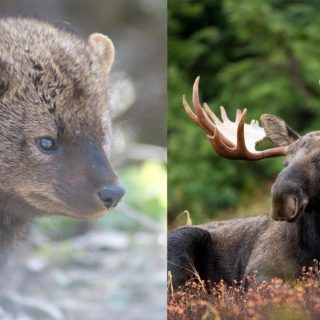 8742c17b-e654-4e5d-85c3-2e0868924fd4