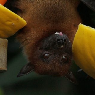 ACTCS-Bats_and_Rabiesb