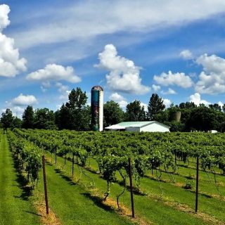 wine levy
