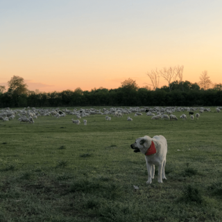 Une société torontoise spécialisée dans les projets d'énergie verte a maintenant le soutien du conseil municipal de Hawkesbury Est pour un projet de ferme solaire à Chute-à-Blondeau.