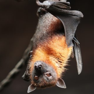 The Eastern Ontario Health Unit (EOHU) issued a warning to residents to be careful about finding any bats in their homes or outside. A bat with rabies was found during a routine testing of animals collected as part of the EOHU’s rabies monitoring program.