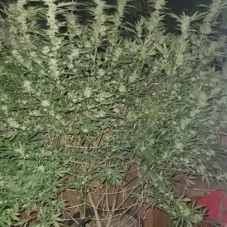 Four teenagers stole the top half of his cannabis plants on Wednesday, October 9, leaving Pat Kellar with a month-long hole in his stash.