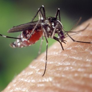 ACTMM-mosquitos