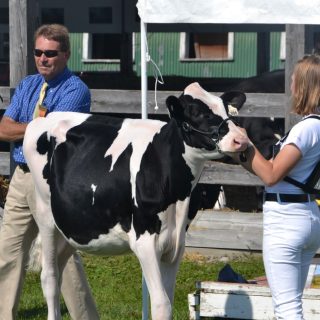 Holstein show