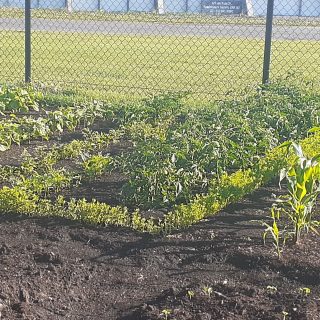 COLGM-jardin_communautaire PHOTO 4b