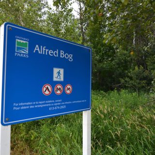 La tourbière d'Alfred, qui est la plus grande tourbière de haute qualité du sud de l'Ontario, est un écosystème unique et important dans la région. La tourbière d'Alfred est un site qu'Eco East mettra en valeur dans le cadre de ses visites guidées axées sur la nature. - Photo par Joseph Coppolino