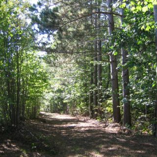 L’abattage d’arbres le long de la rive de la rivière Rigaud inquiète un résident de Hawkesbury Est quant à l’impact possible sur le drainage local. Le maire Robert Kirby pense que l’Office de protection de la nature de la Nation Sud devrait se pencher sur la question.