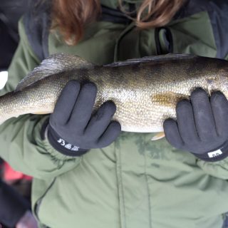 A patron of Pigeon's ice huts along the Ottawa river holds up a walleye, a coveted catch (and release) of the season.