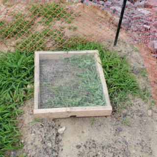 Image surprenante des nids de tortues sur la rue Craig. —photo Kalonji Mukendi