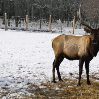 À l'apogée de la ferme, environ 600 animaux vivaient sur la propriété de Bearbrook qui comprenait alors des sangliers, des cerfs rouges (ci-dessus), des émeus, des autruches, des chèvres, des moutons, des poulets et des oies, pour n’en citer que quelques-uns.