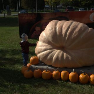 La vedette de ce 6e Festival de la citrouille était ce mastodonte de plus de 1600 livres
qui a fait tourner bien des têtes. (Photo Francis Legault)