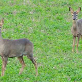 Les collisions avec des chevreuils ont représenté la grande majorité des accidents mettant
en cause la grande faune sur les routes de la province entre 2020 et 2023. (Photo Facebook)