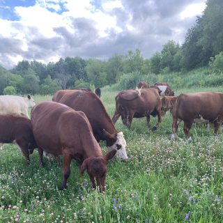 It was a steep learning curve for Kevin Trimm when the couple went from city life in Montreal to setting up their small beef farm in Alfred-Plantagenet, but five years on, the couple's sustainable operation continues to thrive.