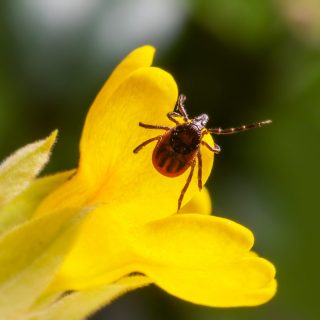 The South Nation Conservation (SNC) reminds residents to take extra precautions against tick bites to reduce the risk of Lyme disease and other tick-borne illnesses.