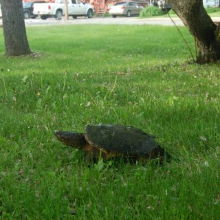 Photo Francis Legault, EAP